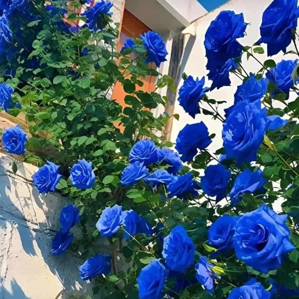 {{ collection.title }} – banner
