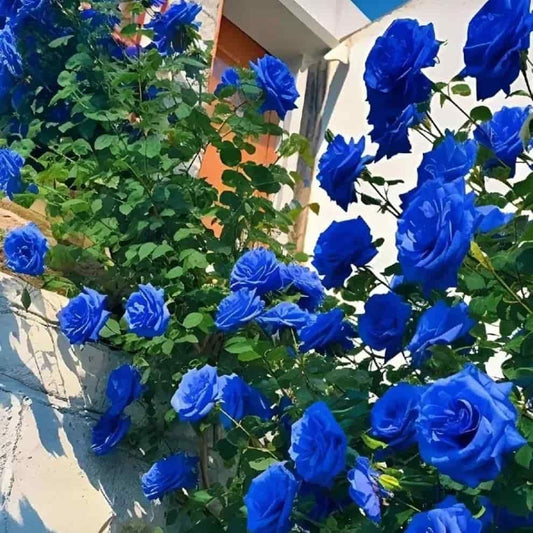 {{ collection.title }} – banner