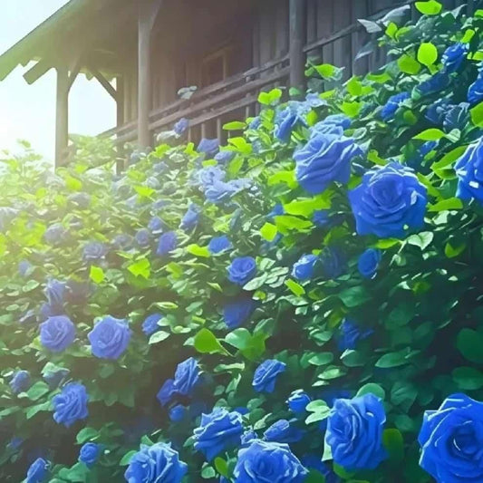 {{ collection.title }} – banner