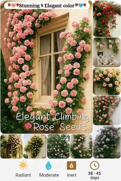 Elegant Climbing Rose Flower Seeds